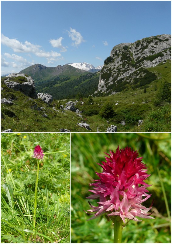 Una giornata a Valparola. Dactylorhiza, Nigritella e grandi montagne!